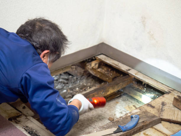 Best Local Mold Removal Service  in Corning, NY