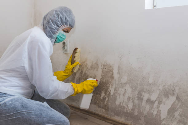 Best Crawl Space Mold Removal  in Corning, NY