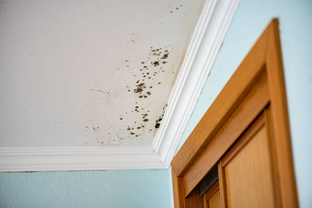 Best Professional Mold Removal  in Corning, NY