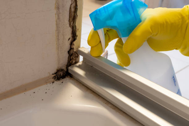 Best Attic Mold Removal  in Corning, NY
