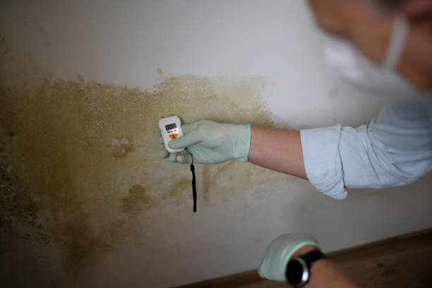 Best Fast Mold Removal  in Corning, NY
