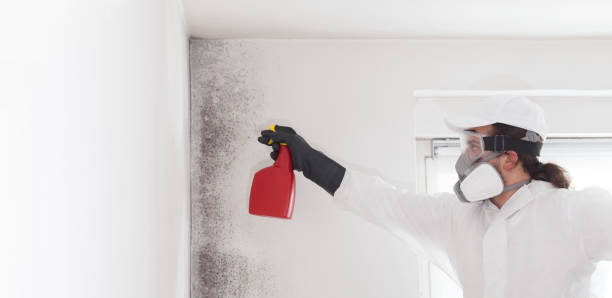 Best Affordable Mold Removal  in Corning, NY