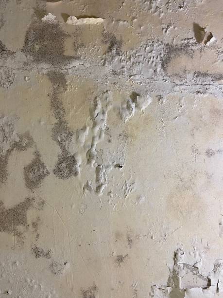 Attic Mold Removal in Corning, NY