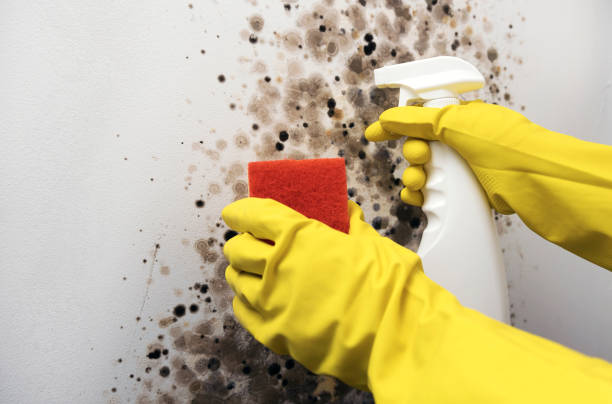 Best Commercial Mold Removal  in Corning, NY