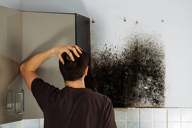 Best Mold Cleaning Services  in Corning, NY