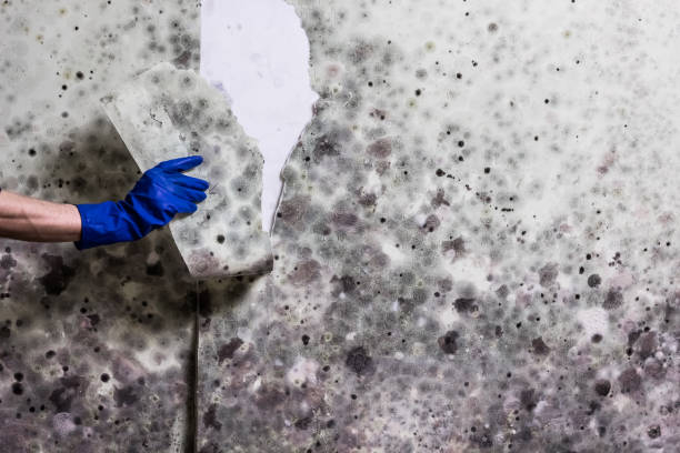 Best Residential Mold Removal  in Corning, NY